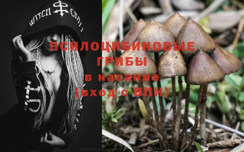 Псилоцибиновые грибы Psilocybe  Добрянка 